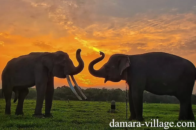 Wisata Alam Tambling, Rumah Satwa Langka Sumatera