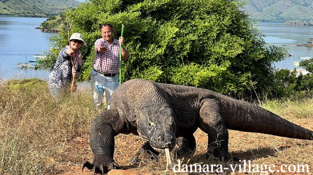 Wisata Taman Nasional Komodo: Surga Alam Eksotis