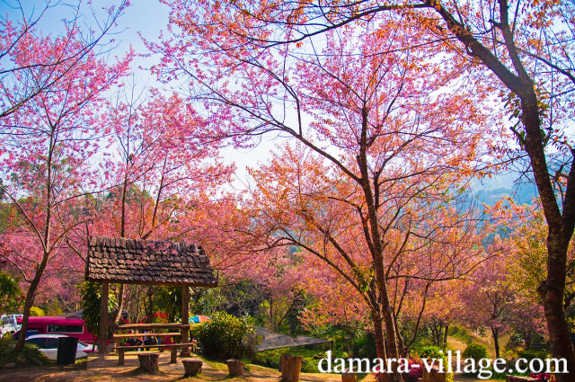 Wisata Alam Chiang Mai: Pesona Alam Utara Thailand