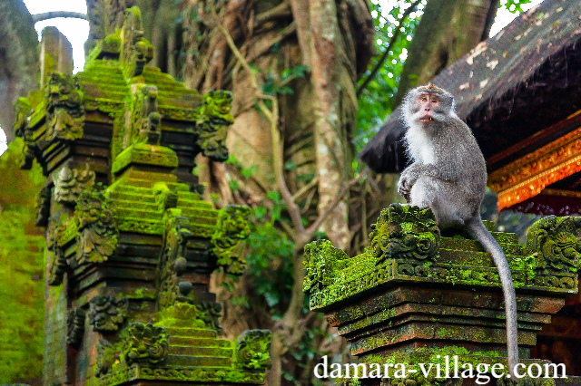 Wisata Alam Monkey Forest Ubud: Alam & Budaya Bali
